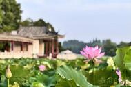 安徽淮南：公園荷花綻放 晨練邂逅詩意