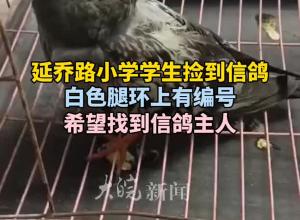 延乔路小学学生捡到信鸽 腿环上有编号 希望找到信鸽主人