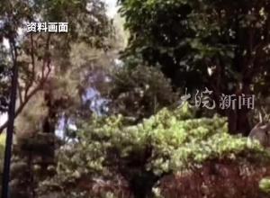 福州一公園被曝采購  近80萬一棵的天價樹？煙臺山管委會：正組織調查