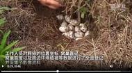 25枚！安徽揚子鱷自然保護區(qū)今年首窩鱷卵誕生