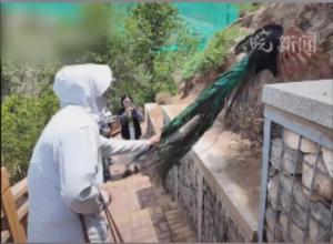 男子動物園里抓孔雀
西寧野生動物園回應