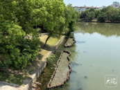 池州城區清溪河岸邊現眾多“梅花樁” 部門回應市民關切