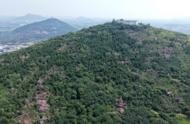 紫薇花？杜鵑花？巢湖旗山驚現(xiàn)“神秘”粉色花