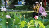 淮南：一池荷花綻放，吸引游人觀賞（圖）