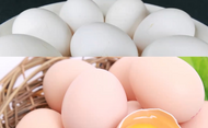 紅殼、白殼、綠殼 不同顏色雞蛋真不一樣嗎？