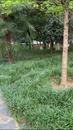 野生小麂再次現身合肥環城公園，目擊者稱其后腿受傷