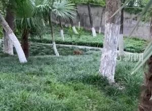 野生小麂現身合肥環城公園？專家呼吁：若邂逅 勿驚擾