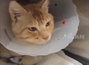 让流浪猫“打工”赚口粮，合肥一“猫咖”难以为继 ，店主发帖求助 网友争当“云股东” 