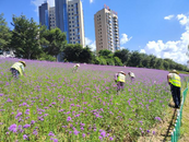 黃山市中心城區(qū)馬鞭草花海受追捧