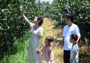 探訪“農文旅”融合，這場生態采摘觸發了味蕾留住鄉愁