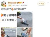 武汉太热了鸽子都中暑了？实为赤腹鹰，掉在路面不一定是高温导致
