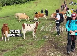 五台山一游客被牛群撞倒围攻踩踏 景区管委会回应