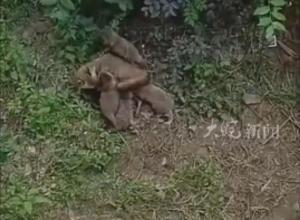 巢湖一小区出现一窝貉，相关部门：它们很温顺 请不要打扰