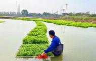 宜秀區白澤湖鄉大楓社區：種植生態水芹 推進鄉村振興
