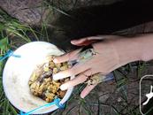 蕭縣新農人土里掘“金”有新招：養殖金蟬