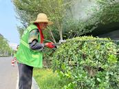 不惧“烤”验！“全副武装” 绿化养护工一天修剪300株乔灌木