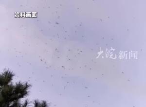 高温天，花蚊子出没！大白天隔衣服都咬人 专家：部分种群已产生抗药性