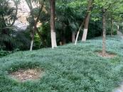 野生小麂現身合肥環城公園？ 專家呼吁：若邂逅切勿驚擾