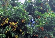 活久見！一棵荔枝樹上竟然結(jié)出30種荔枝