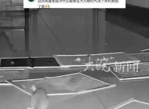 监控拍下老鼠神操作:自己拖出粘鼠板完美走位  网友：偷偷报了闯关班吧
