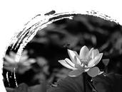 泾江“一叶”满庭芳