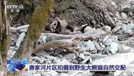 野生雄性大熊猫独特求偶行为被拍到，自然交配画面曝光