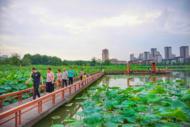巢湖市口袋公園“精梳妝”，方寸綠意煥新顏