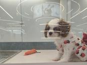 “動物專業”學了有啥用？安農大相關學院就業率年均93%以上