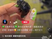 門口驚現“蟑螂”？殺蟲劑一噴，鄰居怒了……