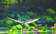 “濕”情畫意鳥蹁躚