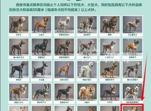 多地宣布對中華田園犬 解除禁養(yǎng)
