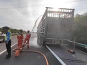 高溫下貨車爆胎，40余頭“牛魔王”被困高速