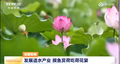 央视聚焦阜阳阜南：洼地变宝地，美丽荷塘生态向好！