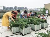合肥市芙蓉小学：“幸福农场”里践行劳动教育