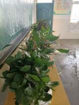 乌岭小学开展“最美班级”评选活动