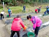 岳西县河图辅导小学：校长喊你吃草莓咯