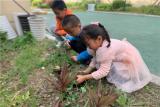合肥市荣城幼儿园教育集团菱湖分园中班组开展 “快乐种植 幸福收获”快乐大放送活动