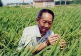 稻香綿長 永遠(yuǎn)是光 ——合肥長幼教育集團(tuán)總園緬懷“雜交水稻之父”袁隆平爺爺