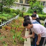 劳动创美好，辛勤酿芬芳 ------瑶海实验小学菜园子开业啦！