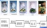 界首中學植物組織培養(yǎng)實驗進行中