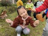 合肥市双岗幼儿园教育集团悦城分园：寻秋天  找落叶