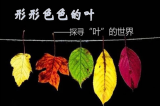 合肥市六安路小學中鐵國際城校區一（11）班孩子共享自然 走入形形色色的“葉世界”