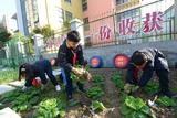 淮北市首府实验小学劳动实践基地喜获丰收          