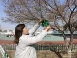 认养一棵树 呵护一片绿——合肥市蚌埠路第四小学小植物挂牌及认养活动