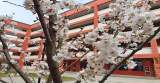 蒙城中学齐山路校区：三月春风起 樱花如雪飞