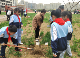 党队共建三月天，“植”此青绿换新颜——临泉县城中路小学植树节活动