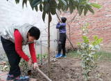 同一片绿地  同一个家园 —— 怀远县龙亢镇学区至圣小学组织学生开展植树活动  