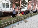 皖西中学：清洁校园共参与  绿化环境同受益     