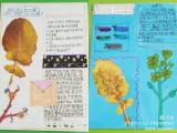 合肥市少儿艺术学校教育集团站塘校区组织科学社团同学制作精美标本、体验实践乐趣