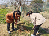 庐江实验中学：植一棵绿树 染一片春色